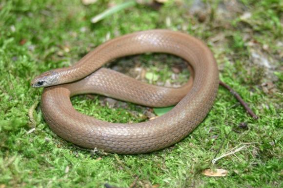 Western Smooth Earthsnake (Virginia valeriae elegans)