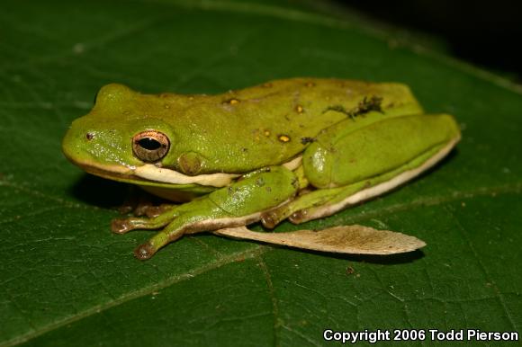 Green Treefrog (Hyla cinerea)