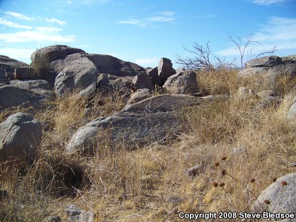 Southwestern Speckled Rattlesnake (Crotalus mitchellii pyrrhus)