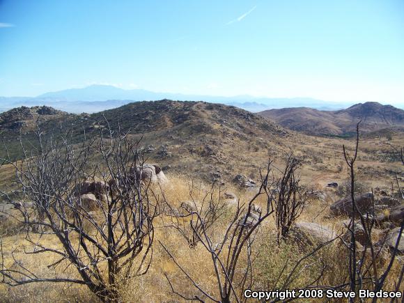 Southwestern Speckled Rattlesnake (Crotalus mitchellii pyrrhus)