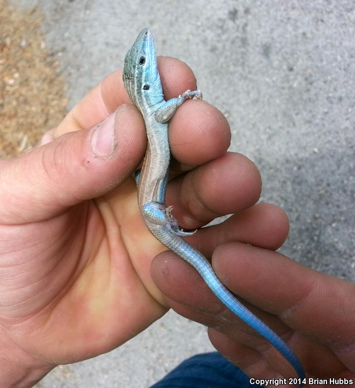 Trans-Pecos Striped Whiptail (Aspidoscelis inornata heptagramma)