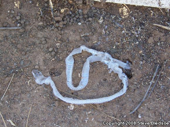 California Kingsnake (Lampropeltis getula californiae)