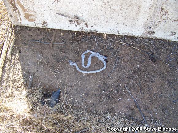 California Kingsnake (Lampropeltis getula californiae)