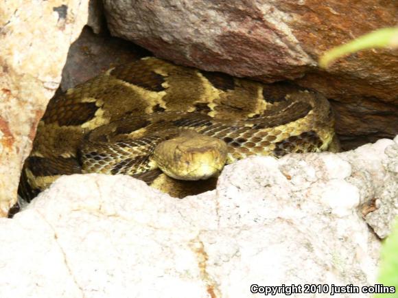 Timber Rattlesnake (Crotalus horridus)