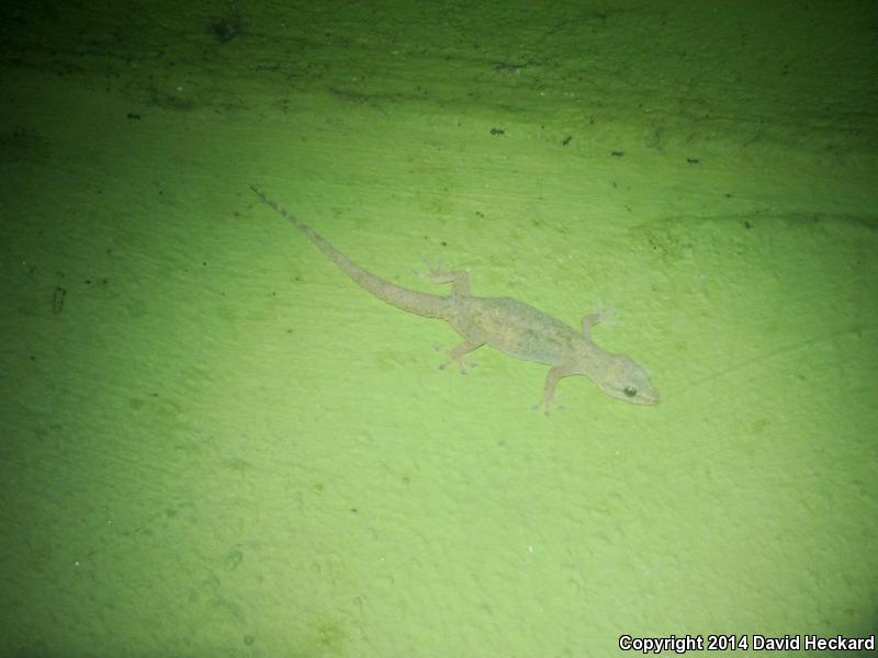 Sri Lankan House Gecko (Hemidactylus parvimaculatus)