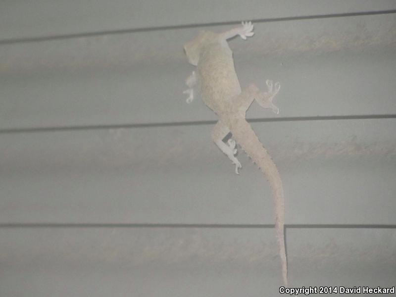 Sri Lankan House Gecko (Hemidactylus parvimaculatus)