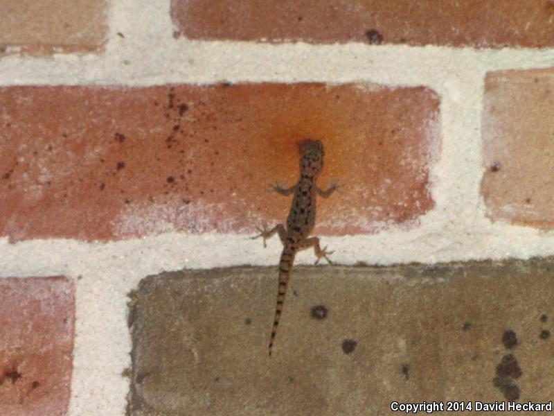 Sri Lankan House Gecko (Hemidactylus parvimaculatus)