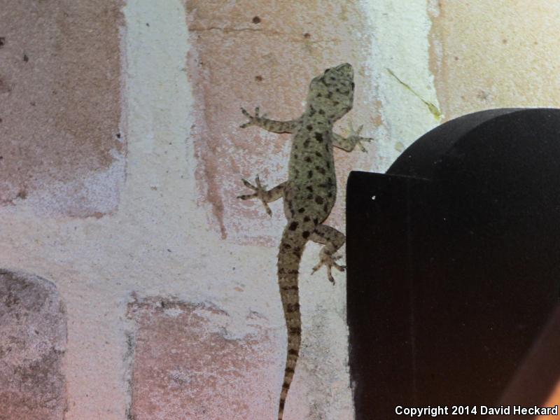 Sri Lankan House Gecko (Hemidactylus parvimaculatus)