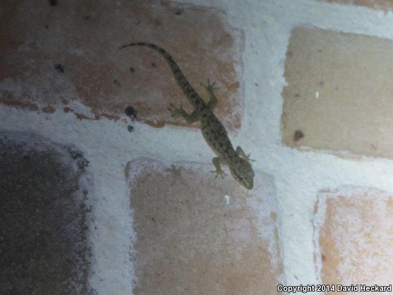 Sri Lankan House Gecko (Hemidactylus parvimaculatus)