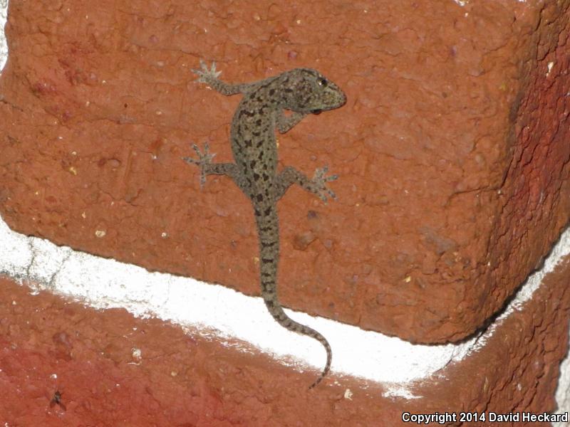 Sri Lankan House Gecko (Hemidactylus parvimaculatus)