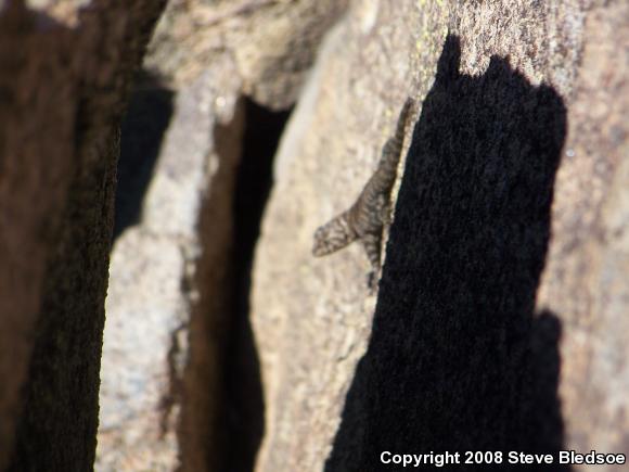 Granite Spiny Lizard (Sceloporus orcutti)