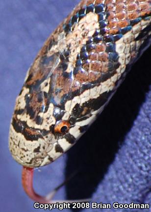 Eastern Milksnake (Lampropeltis triangulum triangulum)