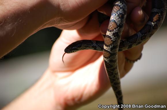 Eastern Milksnake (Lampropeltis triangulum triangulum)