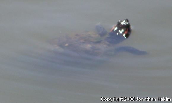 Red-eared Slider (Trachemys scripta elegans)