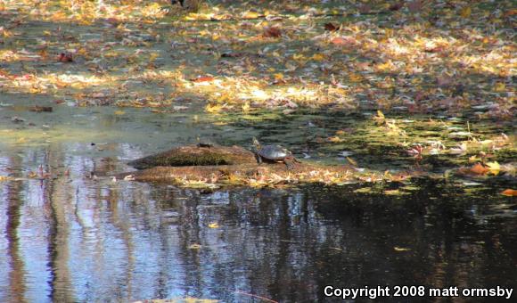 Painted Turtle (Chrysemys picta)