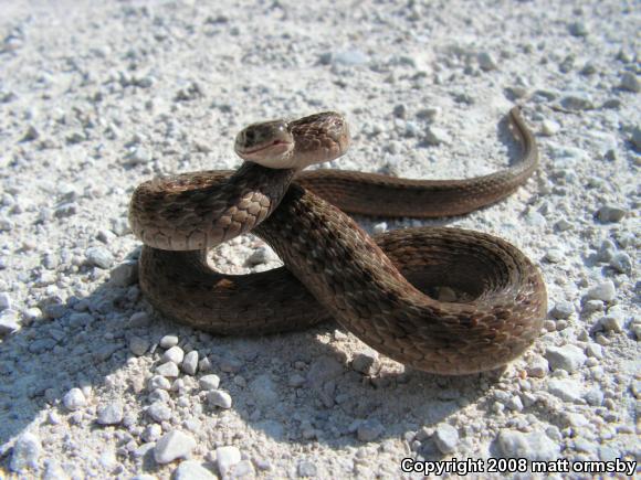 Dekay's Brownsnake (Storeria dekayi)