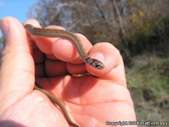 Dekay's Brownsnake (Storeria dekayi)