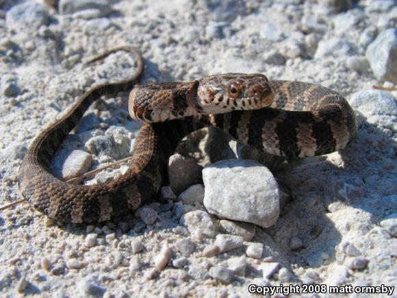 Northern Watersnake (Nerodia sipedon)