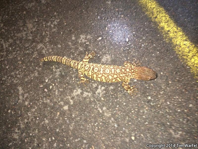 Rio Fuertes Beaded Lizard (Heloderma horridum exasperatum)