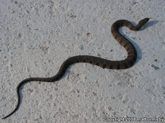 Northern Watersnake (Nerodia sipedon)