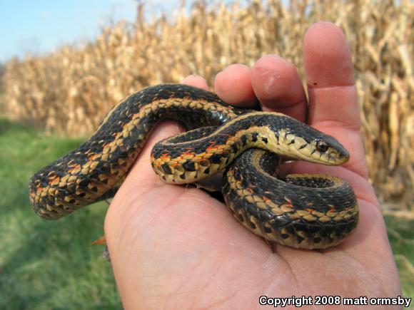 Common Gartersnake (Thamnophis sirtalis)