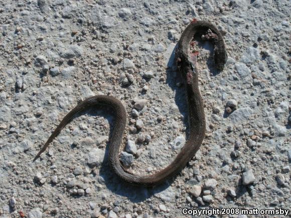 Midland Brownsnake (Storeria dekayi wrightorum)