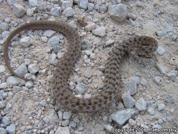 Midland Brownsnake (Storeria dekayi wrightorum)