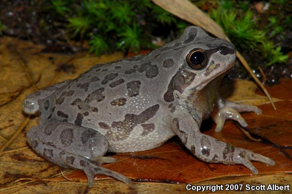 Illinois Chorus Frog (Pseudacris illinoensis)