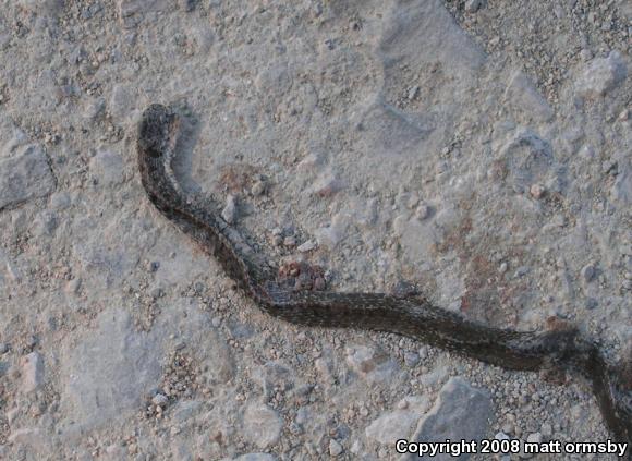 Midland Brownsnake (Storeria dekayi wrightorum)