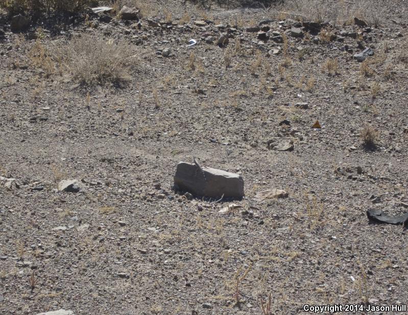 Northern Zebra-tailed Lizard (Callisaurus draconoides myurus)