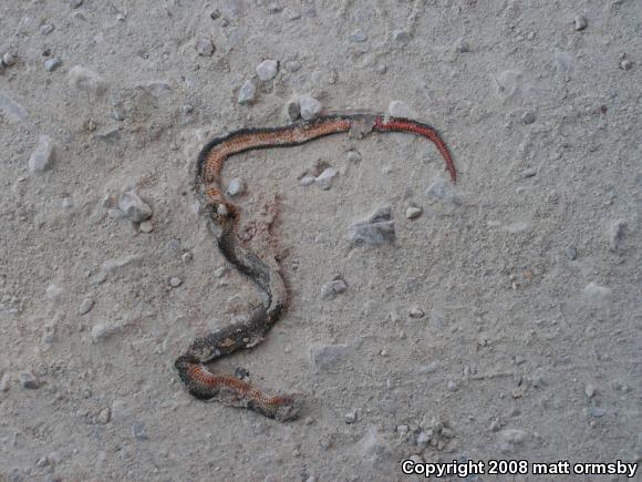 Prairie Ring-necked Snake (Diadophis punctatus arnyi)