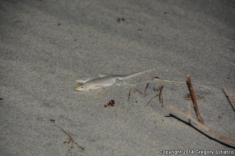 Coachella Valley Fringe-toed Lizard (Uma inornata)