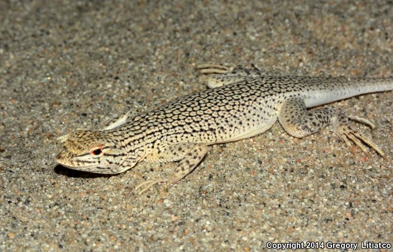 Coachella Valley Fringe-toed Lizard (Uma inornata)