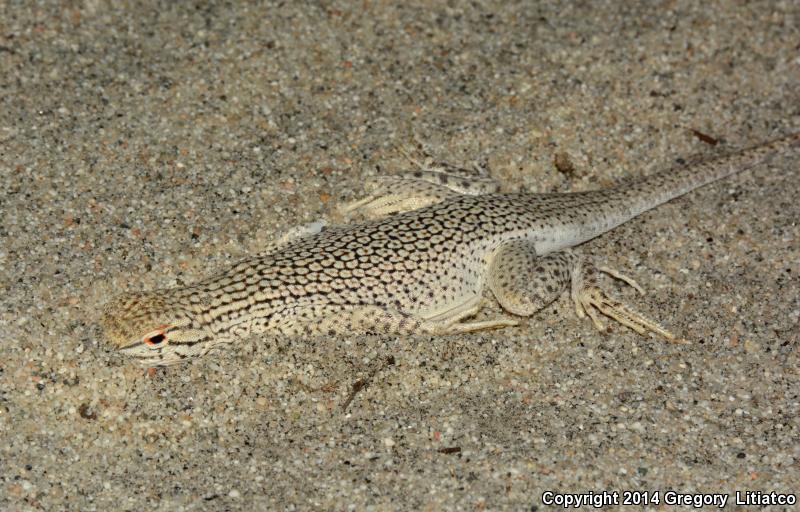 Coachella Valley Fringe-toed Lizard (Uma inornata)