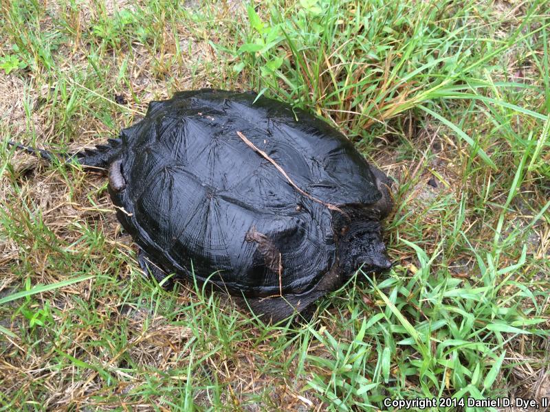 Florida Snapping Turtle (Chelydra serpentina osceola)