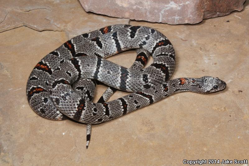 Gray-banded Kingsnake (Lampropeltis alterna)