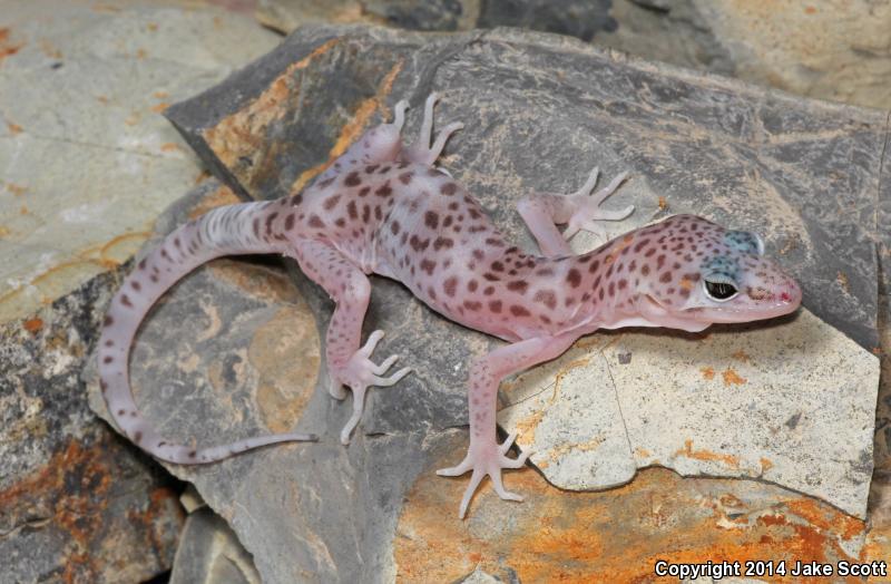 Reticulate Gecko (Coleonyx reticulatus)