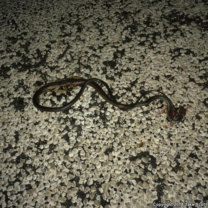 Central Texas Whipsnake (Coluber taeniatus girardi)