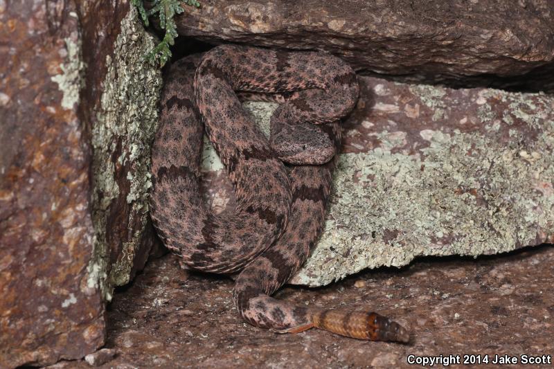 Mottled Rock Rattlesnake (Crotalus lepidus lepidus)