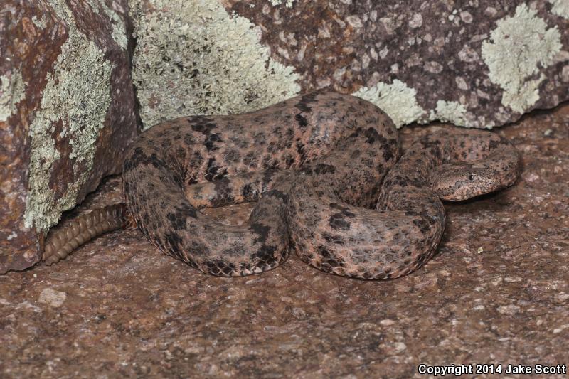 Mottled Rock Rattlesnake (Crotalus lepidus lepidus)