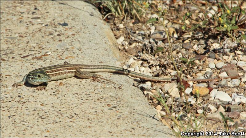 Texas Spotted Whiptail (Aspidoscelis gularis gularis)