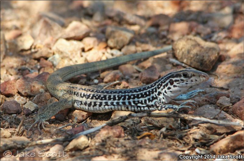 Plateau Spotted Whiptail (Aspidoscelis septemvittata septemvittata)