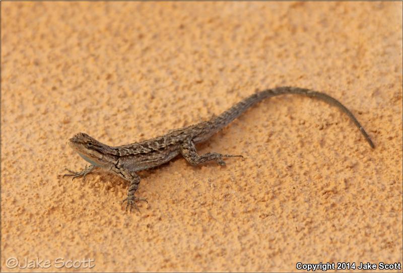 Big Bend Tree Lizard (Urosaurus ornatus schmidti)