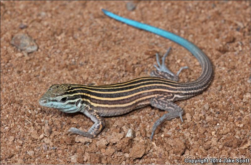 Trans-Pecos Striped Whiptail (Aspidoscelis inornata heptagramma)