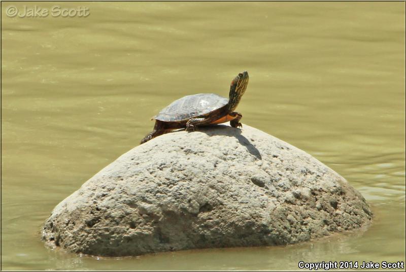 Big Bend Slider (Trachemys gaigeae gaigeae)