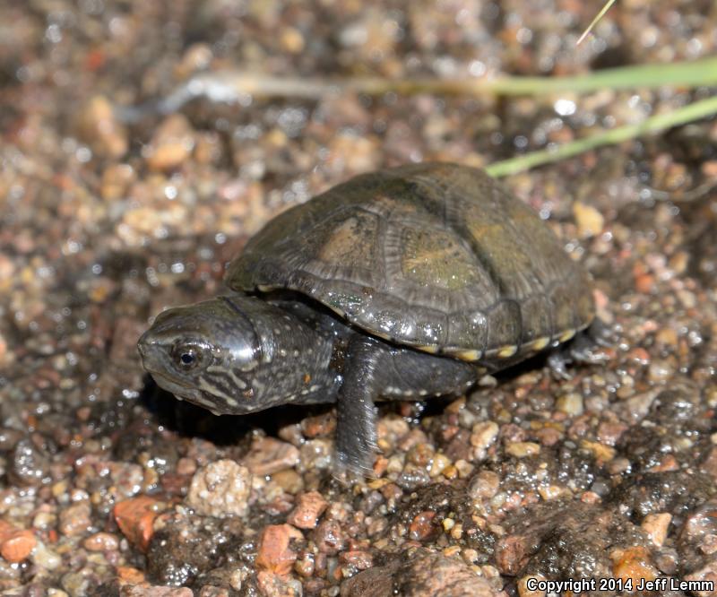 Sonoran Mud Turtle (Kinosternon sonoriense sonoriense)