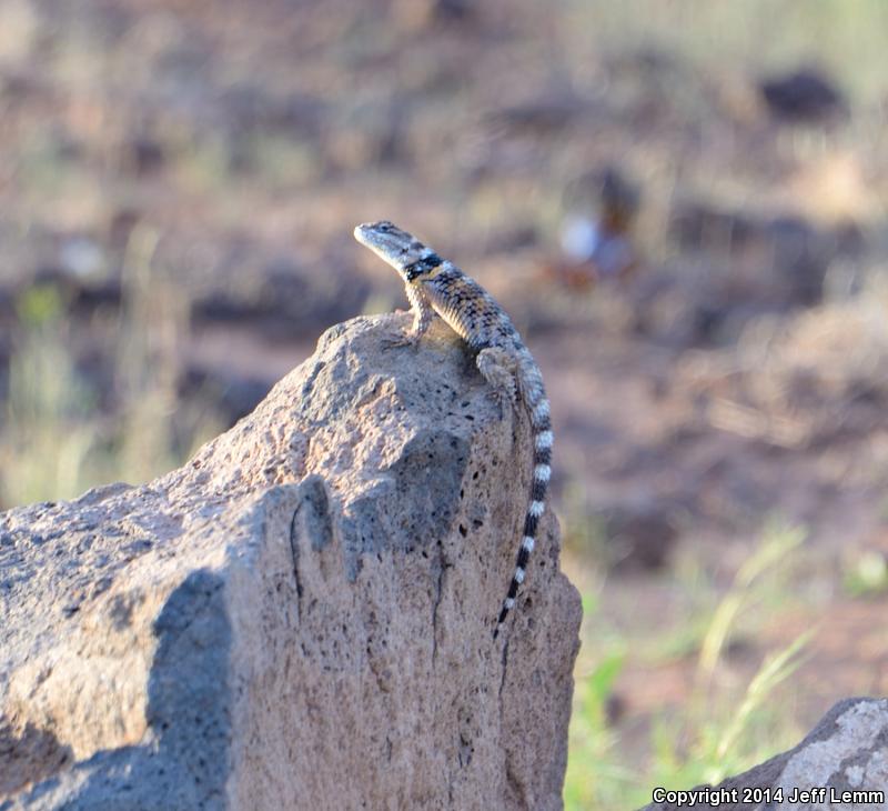 New Mexico Crevice Spiny Lizard (Sceloporus poinsettii poinsettii)