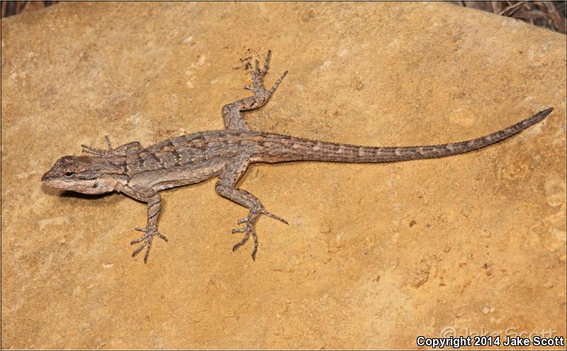 Texas Tree Lizard (Urosaurus ornatus ornatus)