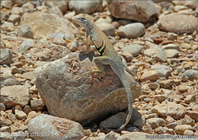 Texas Earless Lizard (Cophosaurus texanus texanus)