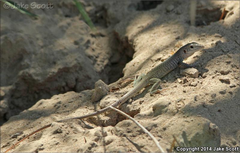 Western Marbled Whiptail (Aspidoscelis marmorata marmorata)